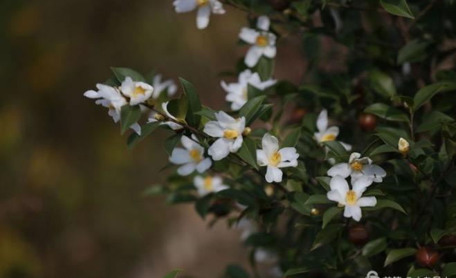 La saison  où les fleurs de camélia s'épanouissent