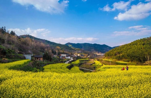 Perché l'aria pulita e l'acqua dolce sono fondamentali per l'olio di Camelia